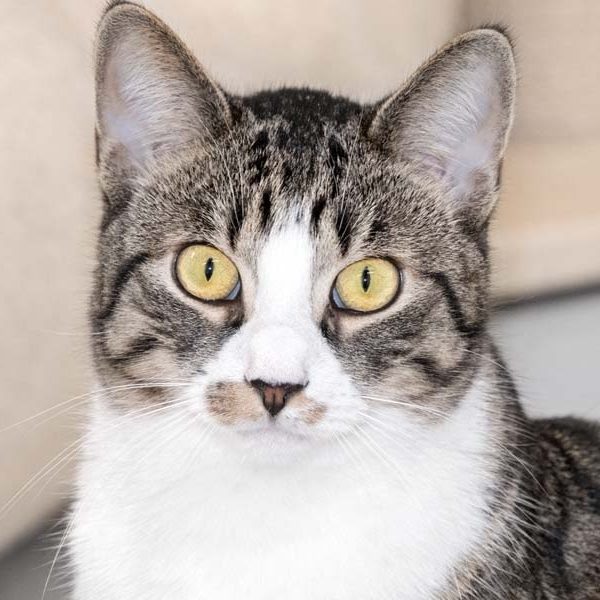 Kater Fabius / © 2018 Arche KaNaum (NH)