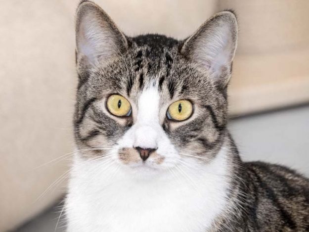 Kater Fabius / © 2018 Arche KaNaum (NH)