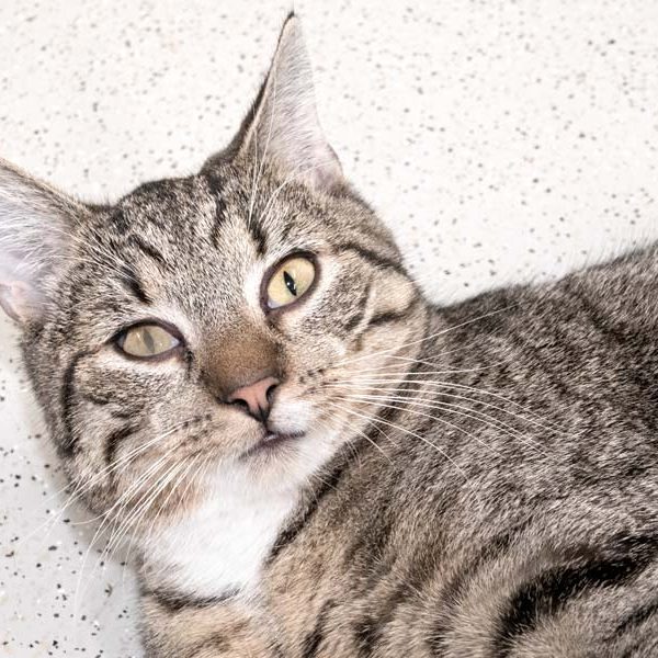 Kater Fauli / © 2018 Arche KaNaum (NH) Kater Fauli / © 2018 Arche KaNaum (NH)