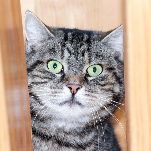 Kater Apollo / © 2018 Arche KaNaum (DN) Kater Apollo / © 2018 Arche KaNaum (DN)