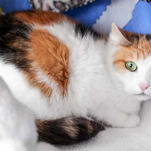 Kätzin Kim / © 2018 Arche KaNaum (DN)