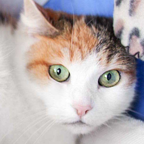 Kätzin Kim / © 2018 Arche KaNaum (DN)