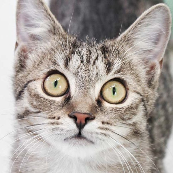 Kätzin Lavinia / © 2018 Arche KaNaum (DN)