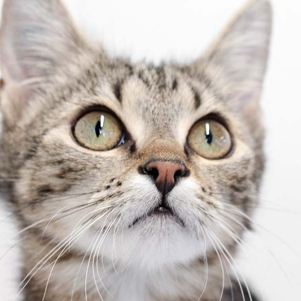 Kätzin Thordis / © 2018 Arche KaNaum (DN) Kätzin Thordis / © 2018 Arche KaNaum (DN)