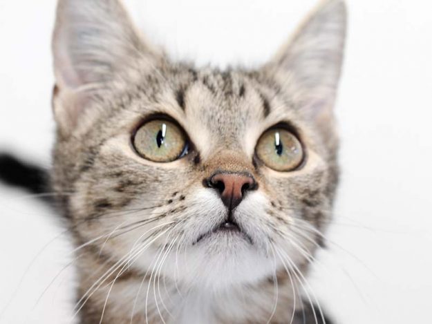 Kätzin Thordis / © 2018 Arche KaNaum (DN)