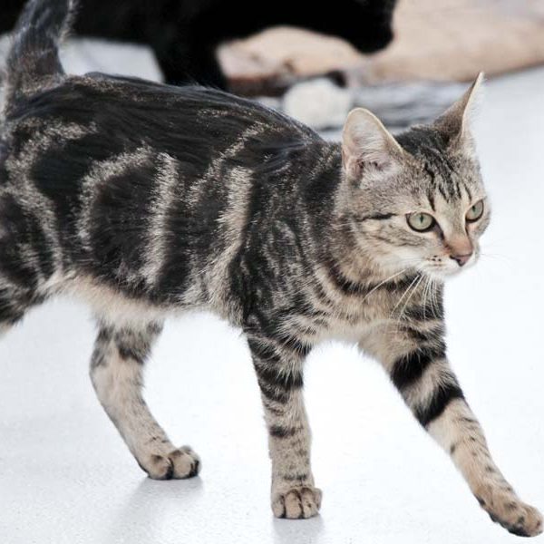 Kätzin Thordis / © 2018 Arche KaNaum (DN) Kätzin Thordis / © 2018 Arche KaNaum (DN)