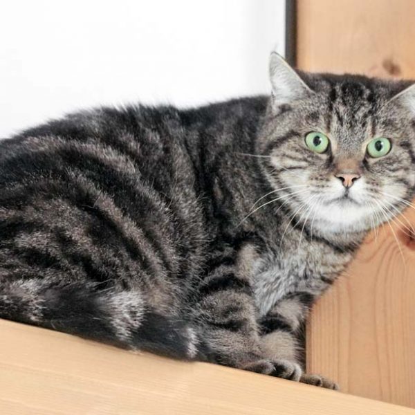 Kater Apollo / © 2018 Arche KaNaum (DN) Kater Apollo / © 2018 Arche KaNaum (DN)