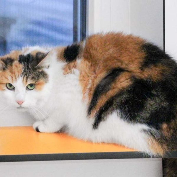 Kätzin Kim / © 2018 Arche KaNaum (DN)