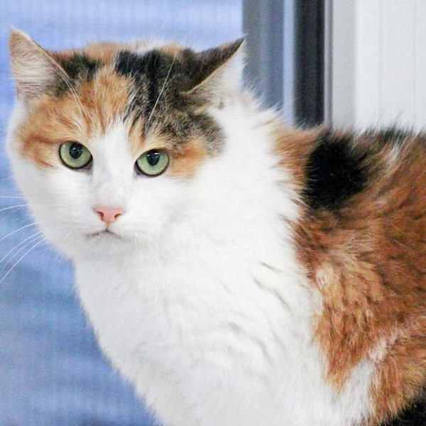 Kätzin Kim / © 2018 Arche KaNaum (DN)