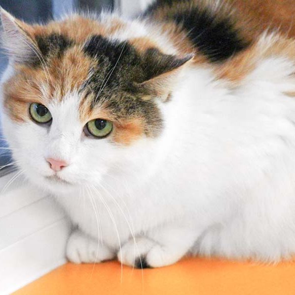 Kätzin Kim / © 2018 Arche KaNaum (DN)