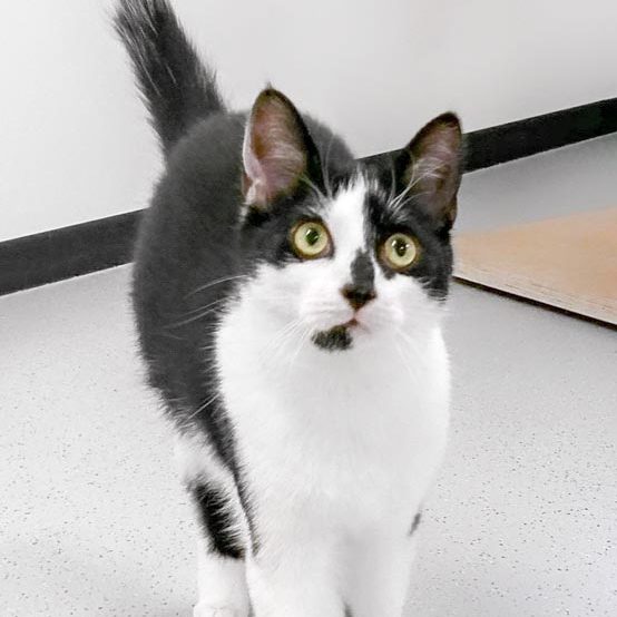 Kater Mephisto / © 2017 Arche KaNaum (DN) Kater Mephisto / © 2017 Arche KaNaum (DN)