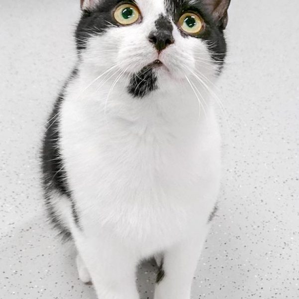 Kater Mephisto / © 2017 Arche KaNaum (DN) Kater Mephisto / © 2017 Arche KaNaum (DN)