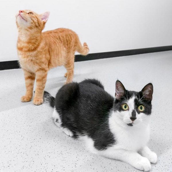 Kater Mephisto (v.r.) mit Kumpel Buddy / © 2017 Arche KaNaum (DN) Kater Mephisto (v.r.) mit Kumpel Buddy / © 2017 Arche KaNaum (DN)