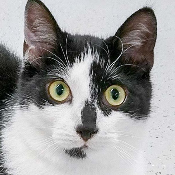 Kater Mephisto / © 2017 Arche KaNaum (DN) Kater Mephisto / © 2017 Arche KaNaum (DN)