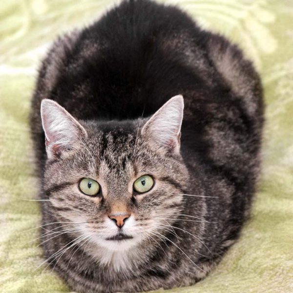 Kater Apollo / © 2018 Arche KaNaum (DN) Kater Apollo / © 2018 Arche KaNaum (DN)