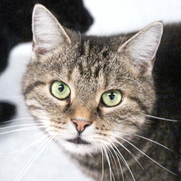 Kater Apollo / © 2018 Arche KaNaum (DN) Kater Apollo / © 2018 Arche KaNaum (DN)