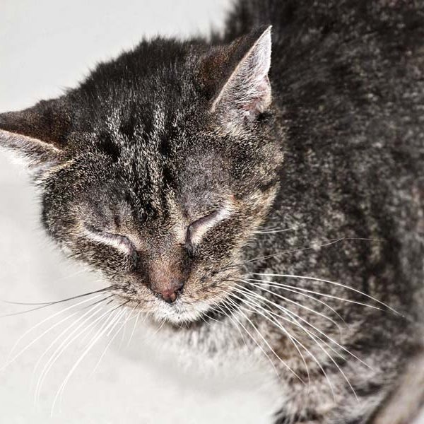 Kater Herr Schröder / © 2017 Arche KaNaum (DN) Kater Herr Schröder / © 2017 Arche KaNaum (DN)