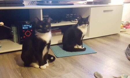 Kätzin Lilly mit Freundin im neuen Zuhause / © 15.07.'18 Privat