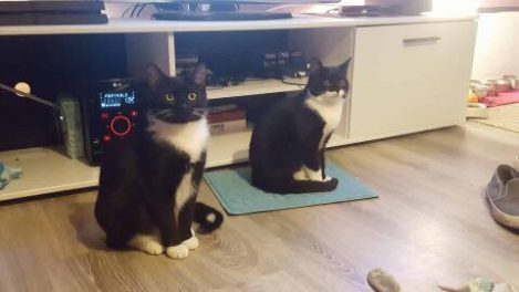 Kätzin Lilly mit Freundin im neuen Zuhause / © 15.07.'18 Privat