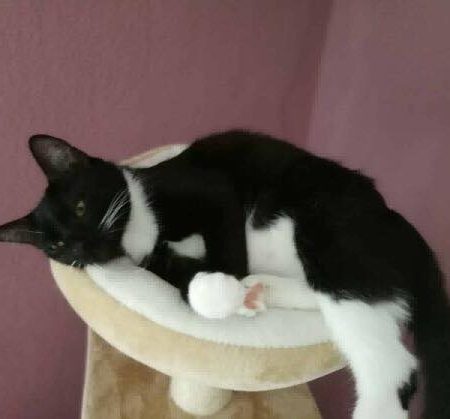 Kätzin Lilly im neuen Zuhause / © 15.07.'18 Privat