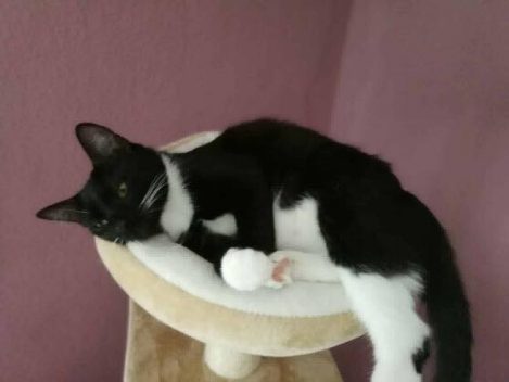 Kätzin Lilly im neuen Zuhause / © 15.07.'18 Privat