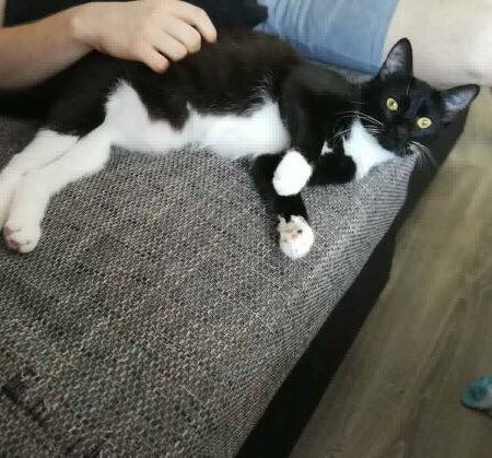 Kätzin Lilly im neuen Zuhause / © 15.07.'18 Privat