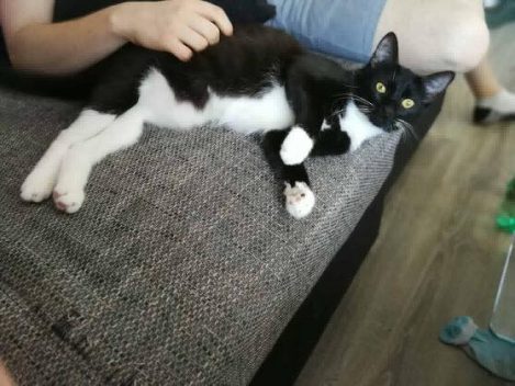 Kätzin Lilly im neuen Zuhause / © 15.07.'18 Privat