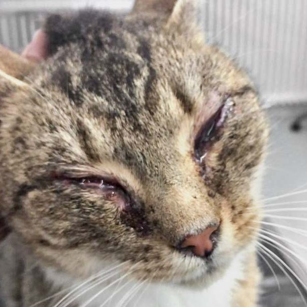 Kater Peppino (als er zu uns kam) / © 2017 Arche KaNaum (DN)