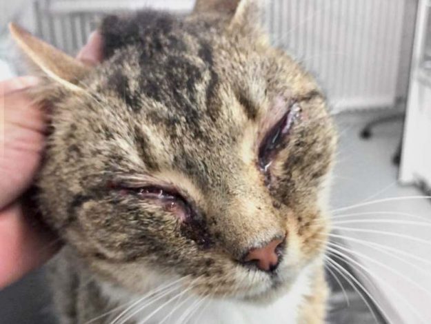 Kater Peppino (als er zu uns kam) / © 2017 Arche KaNaum (DN)