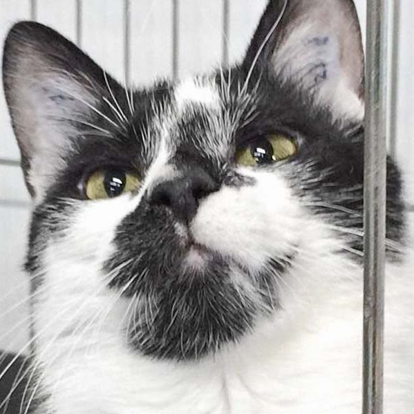 Kater Hannibal / © 2018 Arche KaNaum (DN)