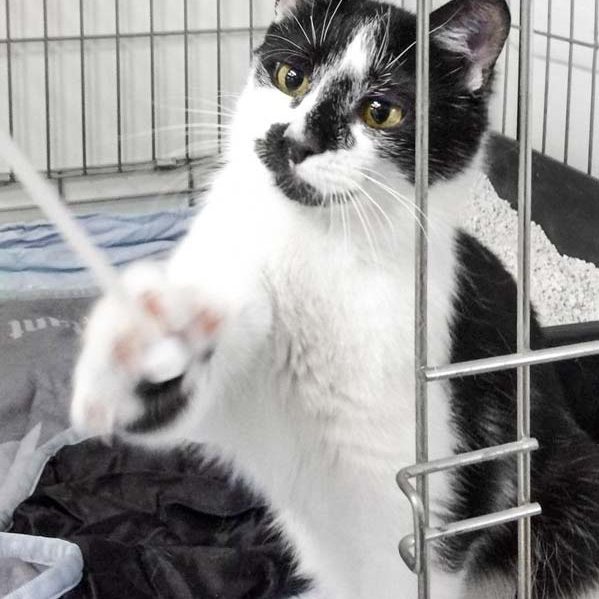 Kater Hannibal / © 2018 Arche KaNaum (DN)