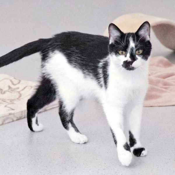 Kater Hannibal / © 2018 Arche KaNaum (DN)