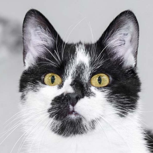 Kater Hannibal / © 2018 Arche KaNaum (DN)