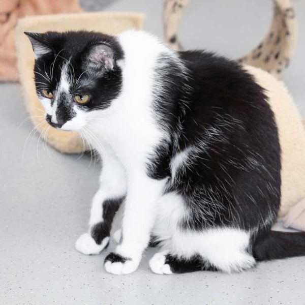 Kater Hannibal / © 2018 Arche KaNaum (DN)