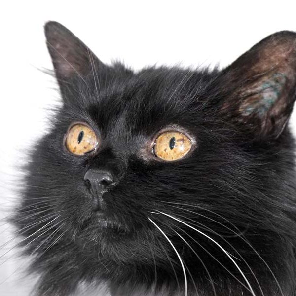 Kater Leo  / © 2018 Arche KaNaum (DN) Kater Leo / © 2018 Arche KaNaum (DN)