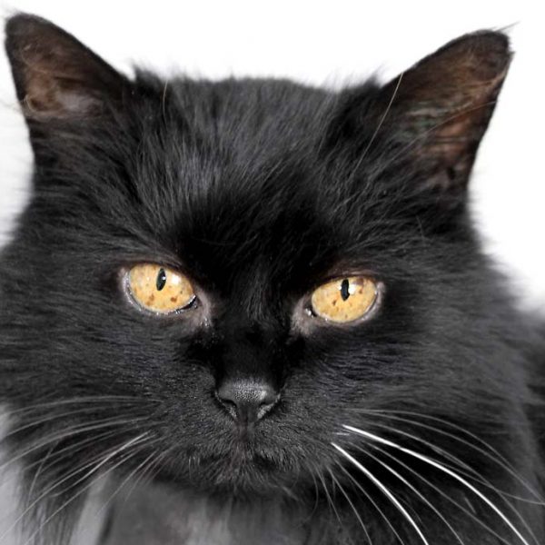 Kater Leo  / © 2018 Arche KaNaum (DN) Kater Leo / © 2018 Arche KaNaum (DN)