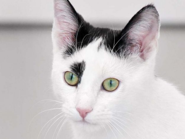 Kater Stiefel / © 2018 Arche KaNaum (DN)