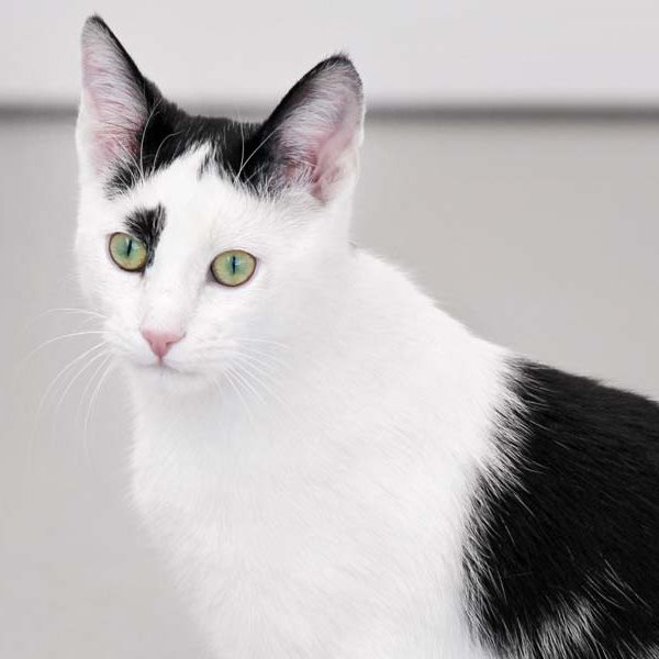 Kater Stiefel / © 2018 Arche KaNaum (DN)