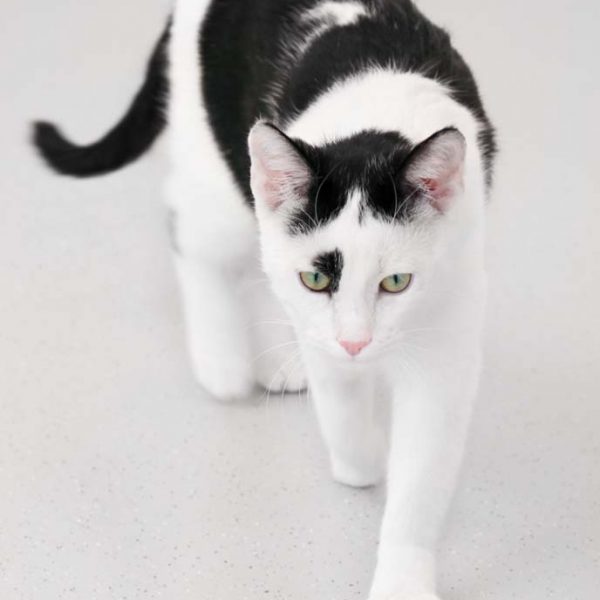 Kater Stiefel / © 2018 Arche KaNaum (DN)