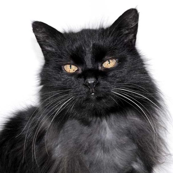 Kater Leo  / © 2018 Arche KaNaum (DN) Kater Leo / © 2018 Arche KaNaum (DN)