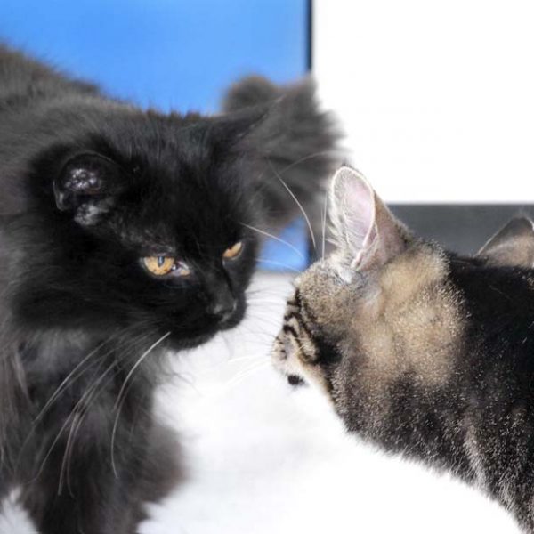 Kater Leo (l.) bei der Kontaktaufnahme  / © 2018 Arche KaNaum (DN) Kater Leo (l.) bei der Kontaktaufnahme / © 2018 Arche KaNaum (DN)