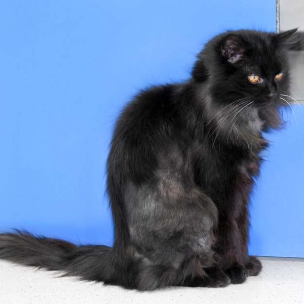 Kater Leo  / © 2018 Arche KaNaum (DN) Kater Leo / © 2018 Arche KaNaum (DN)