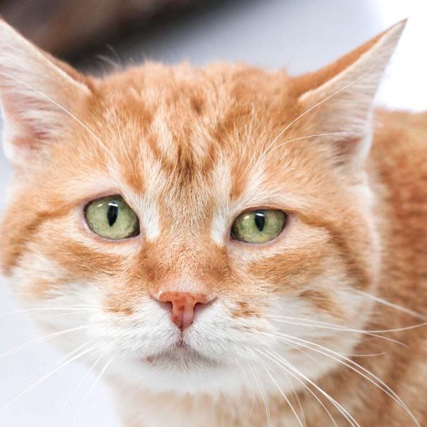 Kater Möhrchen / © 2018 Arche KaNaum (DN)