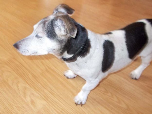 Vermisst: Jack-Russel Terrierhündin Susi / © 2018 Privat