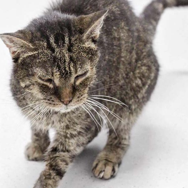 Kater Herr Schröder / © 2017 Arche KaNaum (DN) Kater Herr Schröder / © 2017 Arche KaNaum (DN)