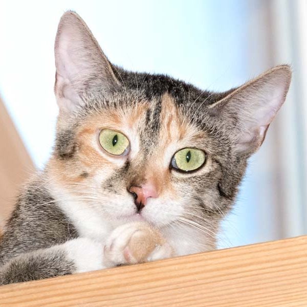 Kätzin Cinderella / © 2018 Arche KaNaum (NH) Kätzin Cinderella / © 2018 Arche KaNaum (NH)