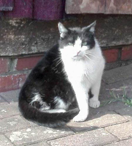 Zugelaufen: Schwarz-weißer Kater aus Massenhausen / © 2018 Privat