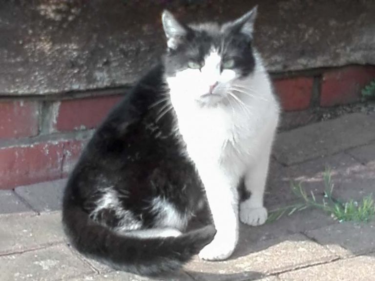 Zugelaufen: Schwarz-weißer Kater aus Massenhausen / © 2018 Privat