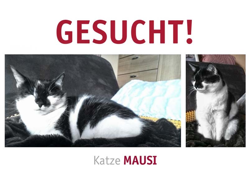 Vermisst: Kätzin Mausi (S2312367) / © 2018 TASSO e.V.