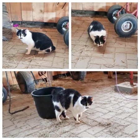 Zugelaufen: Schwarz-weiße Katze aus Ippinghausen / © 2018 Privat